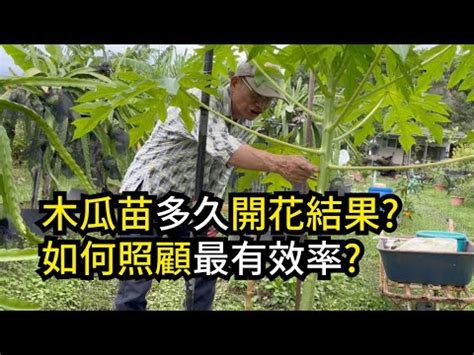 木瓜樹 招 陰|【木瓜樹招陰】在家種木瓜樹小心招陰？恐怖傳説竟然是真的 :: 農。